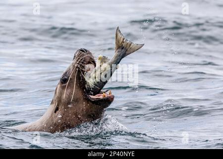 Homme adulte, Steller Sea lion, Eumetopias jubatus, chunking d'un saumon dans les îles Iniennes, dans le sud-est de l'Alaska, aux États-Unis. Banque D'Images