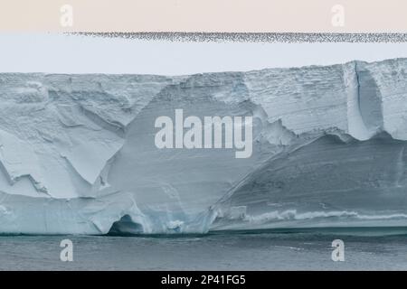 Antarctique, mer de Ross, Cap Colbeck. Des centaines de pétrels antarctiques (Thalassoica antarctique) sur l'iceberg. Banque D'Images