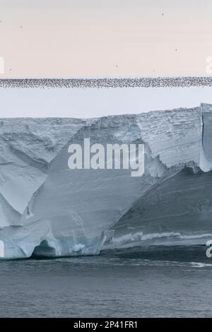 Antarctique, mer de Ross, Cap Colbeck. Des centaines de pétrels antarctiques (Thalassoica antarctique) sur l'iceberg. Banque D'Images