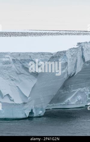 Antarctique, mer de Ross, Cap Colbeck. Des centaines de pétrels antarctiques (Thalassoica antarctique) sur l'iceberg. Banque D'Images