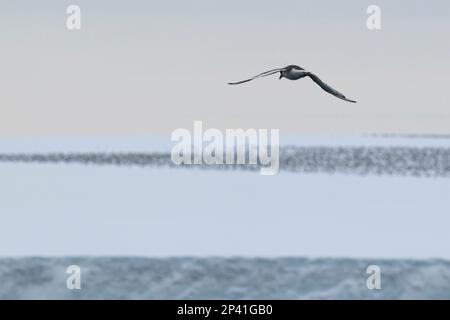 Antarctique, mer de Ross, Cap Colbeck. Pétrel en vol avec des centaines de pétrels antarctiques (Thalassoica antarctique) sur l'iceberg au loin. Banque D'Images