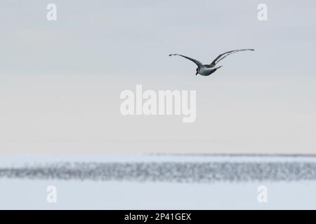 Antarctique, mer de Ross, Cap Colbeck. Pétrel en vol avec des centaines de pétrels antarctiques (Thalassoica antarctique) sur l'iceberg au loin. Banque D'Images