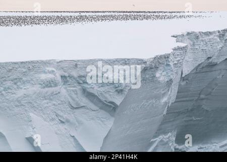 Antarctique, mer de Ross, Cap Colbeck. Des centaines de pétrels antarctiques (Thalassoica antarctique) sur l'iceberg. Banque D'Images