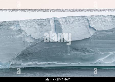 Antarctique, mer de Ross, Cap Colbeck. Des centaines de pétrels antarctiques (Thalassoica antarctique) sur l'iceberg. Banque D'Images