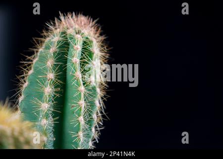Gros plan de cactus texturés verts isolés sur fond noir Banque D'Images