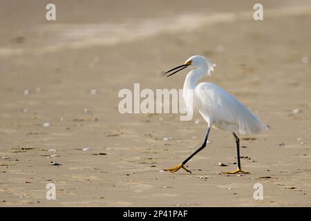 Héron blanc ou petit aigrette, ou Egretta garzetta, en gros plan sur la plage Banque D'Images