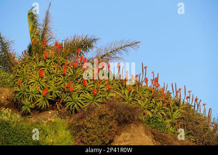 Aloe de montagne (Aloe marlothii) en fleur sur le sommet d'une colline, côte californienne. L'aloès de montagne est un grand succulent éternel vert Banque D'Images