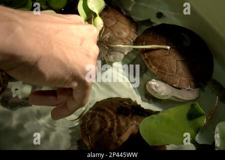 Les tortues d'eau douce qui sont menacées par le risque d'extinction (en danger critique) et qui sont endémiques à l'île de Rote, en Indonésie, les tortues à collier de serpent (Chelodina mcccordi), dans un établissement de reproduction ex situ autorisé à Jakarta. Banque D'Images