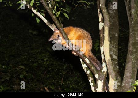 La queue de champignon commune Possum (Trichosurus vulpecula) perchée dans un arbre la nuit, Atherton Tablelands, Far North Queensland, FNQ, QLD, Australie Banque D'Images