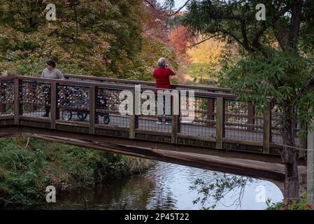 Davis, Californie, États-Unis. 25 novembre 2022. Le public apprécie les couleurs d'automne à un pont de l'arboretum UC Davis au-dessus du lac Spafford Banque D'Images