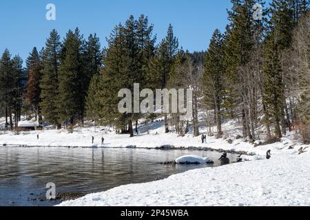 Tahoe City, le 28 janvier 2023. Le rivage du lac est couvert de neige sur un ciel bleu, jour sans nuages avec un petit espace de copie. L'hiver 2023 a été un bon pour Banque D'Images