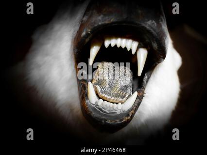 Un ours polaire bouche large ouverte avec des dents fangées et des lèvres cicatrisant Banque D'Images