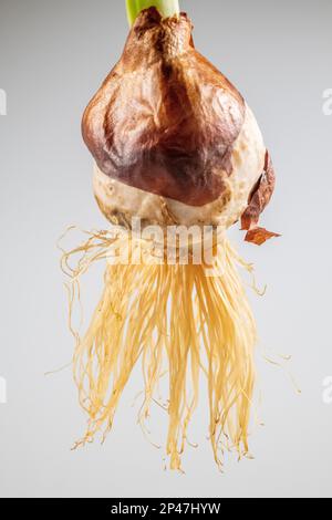 Bulbe tulipe avec racines - Tulipa en pleine croissance découpé sur fond blanc Banque D'Images