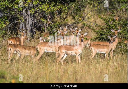 Afrique, Botswana, delta de l'Okavango. Un groupe d'impala sur la savane dans le delta de l'Okavango. Banque D'Images