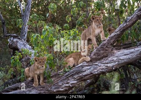 Afrique, Botswana, delta de l'Okavango. Trois lions perchés sur un tronc d'arbre donnent sur le delta de l'Okavango. Banque D'Images