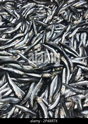 Anchois crus (turc: Hamsi) sur le comptoir à poissons. Banque D'Images