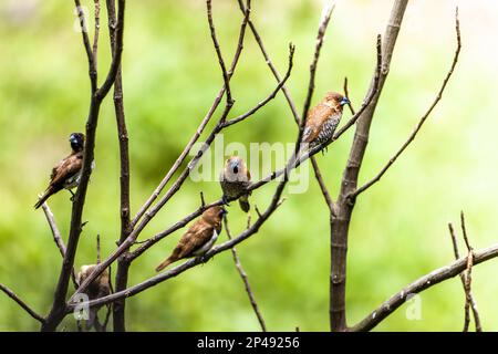 Un groupe d'oiseaux du type Estrildidae, qui scintilège ou qui s'est enlisé, perchés sur une branche de bambou dans une matinée ensoleillée, sur fond de lea vert flou Banque D'Images