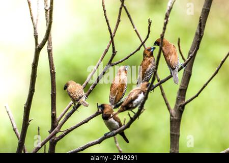 Un groupe d'oiseaux du type Estrildidae, qui scintilège ou qui s'est enlisé, perchés sur une branche de bambou dans une matinée ensoleillée, sur fond de lea vert flou Banque D'Images