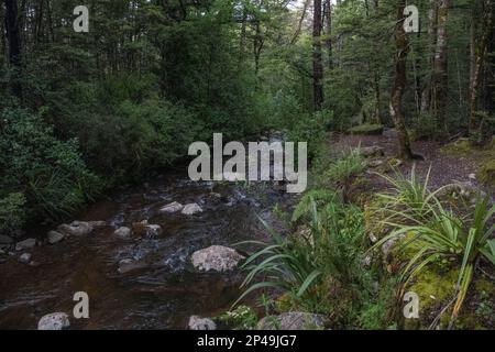 Un ruisseau qui traverse une forêt dans le parc national des lacs Nelson, à Nelson Tasman, en Nouvelle-Zélande. Banque D'Images