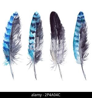 Ensemble de plumes de geai noir et bleu aquarelle isolé. Banque D'Images