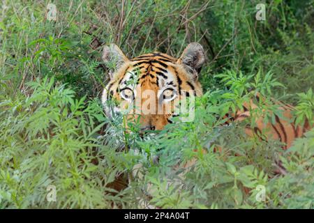 Portrait d'un tigre du Bengale (Panthera tigris bengalensis) dans l'habitat naturel, l'Inde Banque D'Images