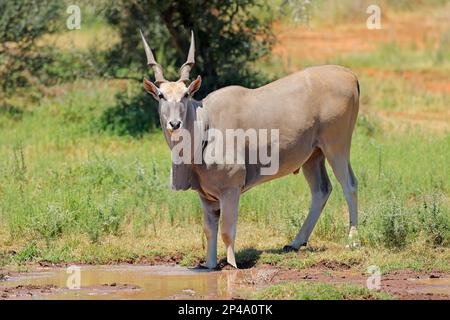 Un antilope de l'île mâle (Tragelaphus oryx) dans un trou d'eau, parc national de Mokala, Afrique du Sud Banque D'Images