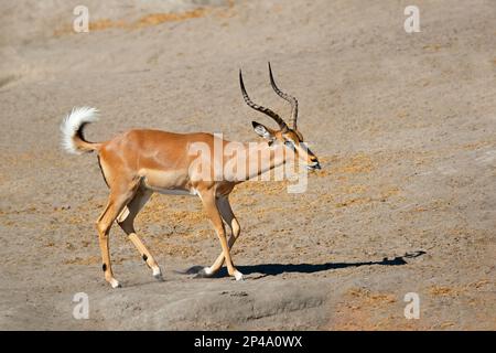 Antilope mâle à face noire de l'impala (Aepyceros melampus petersi), Parc national d'Etosha, Namibie Banque D'Images