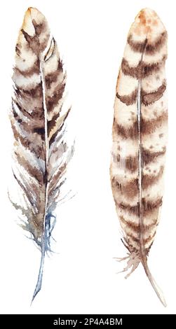 Ensemble de plumes d'aquarelle marron beige rayé isolé. Banque D'Images