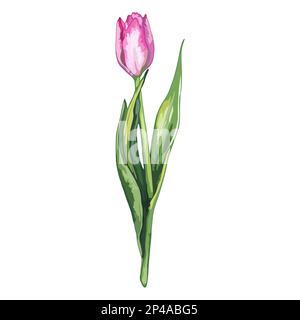 Aquarelle rose tulipe printemps fleur nature vecteur isolé. Illustration de Vecteur