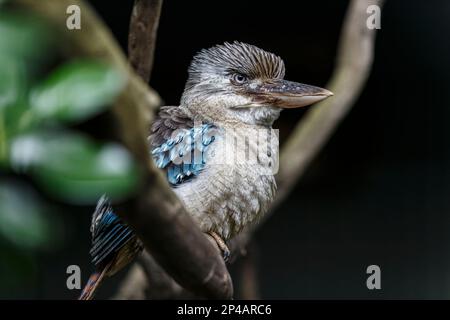 Un Kookaburra à ailes bleues assis dans un arbre, Kangaroo Island, Australie méridionale, 25th octobre, 2022 Banque D'Images