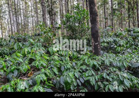 Plantation de café avec des chênes argentés Banque D'Images