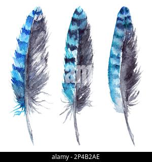Ensemble de plumes de geai noir et bleu aquarelle isolé. Banque D'Images