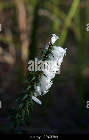 Common Heath (Epacris Impressa) est l'emblème floral de l'état de Victoria en Australie, mais la variété rose est habituellement celle représentée. Banque D'Images