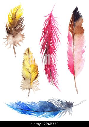 Aquarelle geai perroquet coloré plume ensemble isolé. Banque D'Images