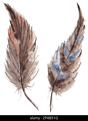 Watercolor marron gris gris plumes paire vecteur ensemble isolé. Illustration de Vecteur