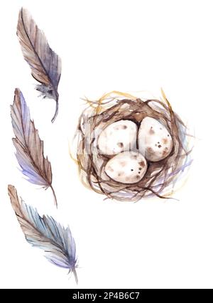 Aquarelle oiseau plumes caille nid ensemble d'oeufs isolé. Banque D'Images