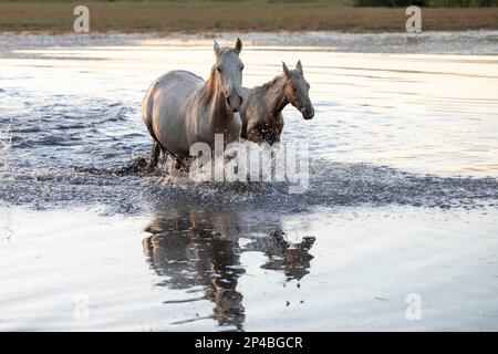 Wild Horse et Foal courant dans l'eau Banque D'Images