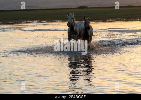 Wild Horse et Foal courant dans l'eau Banque D'Images