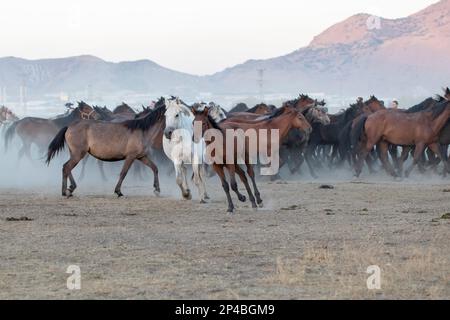 Colt et mare galloping dans la prairie Banque D'Images