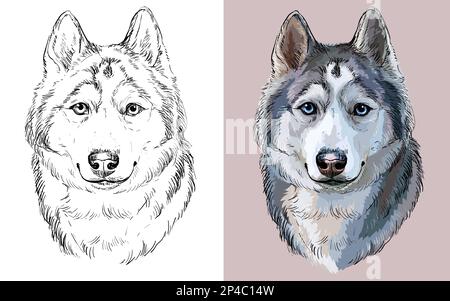 Tête réaliste de chien Husky sibérien. Illustration vectorielle noire et blanche et colorée isolée du chien. Pour la décoration, le livre de coloriage, le design, l'impression, Illustration de Vecteur