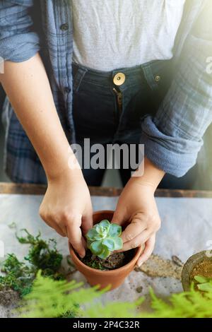 Jolies plantes en pot - le cadeau parfait. une femme plantant des plantes succulentes dans des pots à une table. Banque D'Images