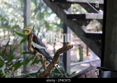 Cockatien masculin (Nymphicus hollandicus) perché sur un arbre dans un zoo : (pix Sanjiv Shukla) Banque D'Images