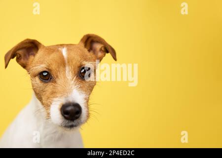 Curieux chien intéressé regarde dans l'appareil photo. Jack russell terrier portrait de près sur fond jaune. Animal de compagnie drôle Banque D'Images