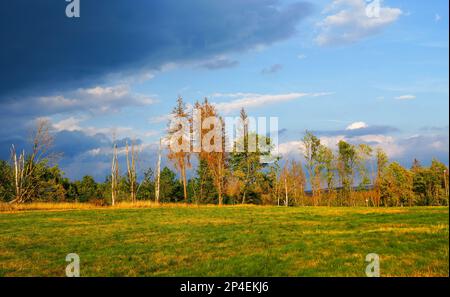 Paysage à l'Hasenbacher Teich. Nature dans le Harz près de Clausthal-Zellerfeld. Banque D'Images