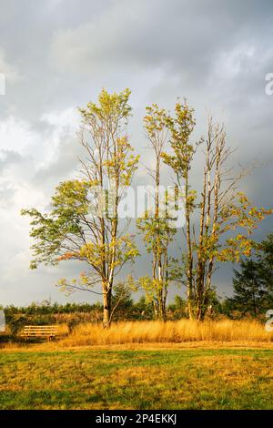 Paysage à l'Hasenbacher Teich. Nature dans le Harz près de Clausthal-Zellerfeld. Banque D'Images