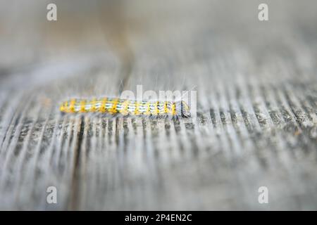 Bout à buff Caterpillar. Phalera bucephala. Gros plan sur les insectes. Moth de la famille Notodontidae. Banque D'Images