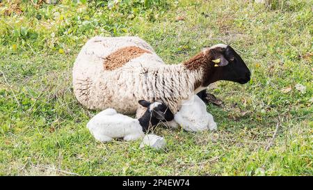 Mouflon de Payoya se reposant dans un pré dans la Sierra de Grazalema (Cadix, Andalousie, Espagne) Banque D'Images