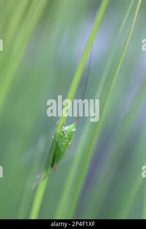 Conehead à ailes courtes, Conocephalus dorsalis, cricket du Bush de Finlande Banque D'Images