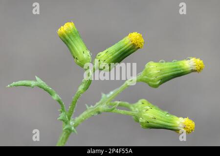 Common Groundsel, Senecio vulgaris, également connu sous le nom de gluton moulu, Grundy hirondelle ou Old-man-in-the-Spring, plante à fleurs sauvage de Finlande Banque D'Images