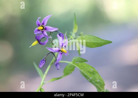 Doux-amer, Solanum dulcamara, également connu sous le nom d'ombre amère de nuit, d'ombre amère de nuit ou de bindaded bleue, plante toxique sauvage de Finlande Banque D'Images